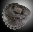 Wide Enrolled Eldredgeops Trilobite - Silica Shale #31787-2